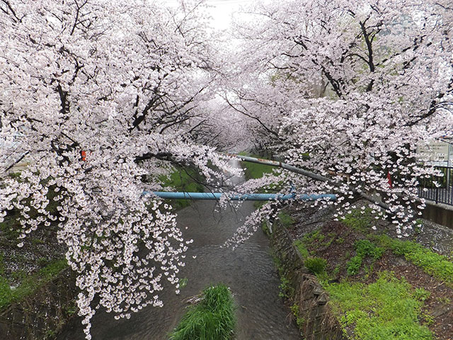 黒川・桜並木